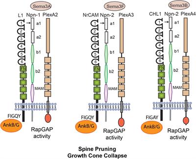 Molecular Mechanisms of L1 and NCAM Adhesion Molecules in Synaptic Pruning, Plasticity, and Stabilization